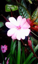 Close-up of pink flower