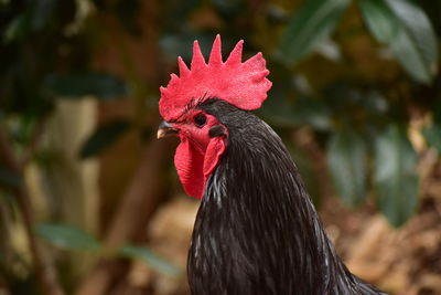 Close-up of rooster