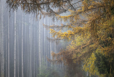 Low angle view of trees in forest during autumn