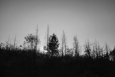 Trees growing on field