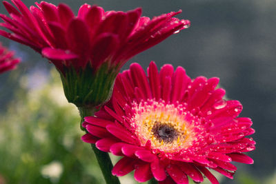 Close-up of pink flower blooming outdoors