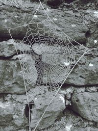 High angle view of spider web