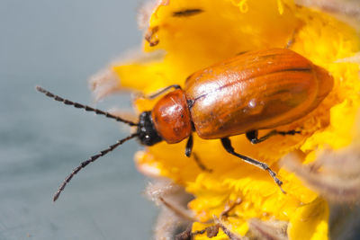 Close-up of insect on yellow flower