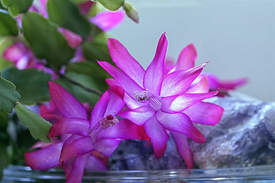 Close-up of pink flowering plant