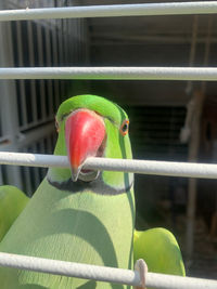 Close-up of parrot in cage