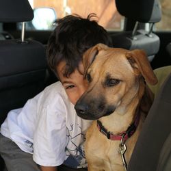 Portrait of boy with dog sitting in car