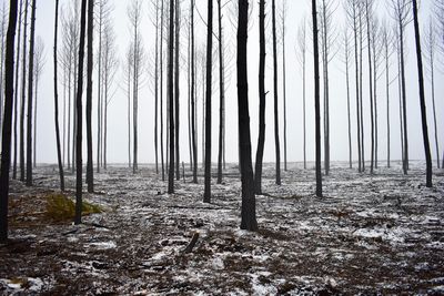 Trees in forest during winter