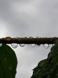 Low angle view of raindrops on leaves against sky