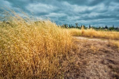 Close-up of grass on field against sky