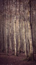 Bare trees in forest