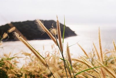 Close-up of wheat growing on field against sky