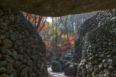 Trees and rocks in forest during autumn