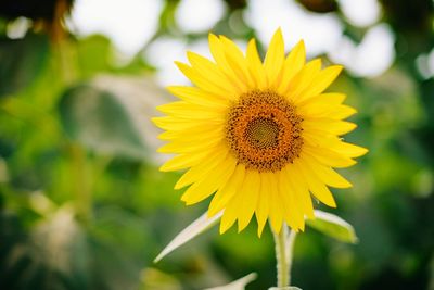 Close-up of sunflower blooming on field