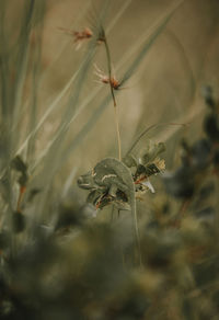 Close-up of wilted plant