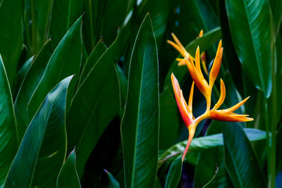 Close-up of flowering plant on land