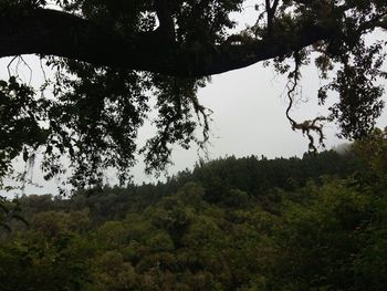 Trees against sky