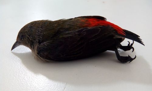 Close-up of over white background