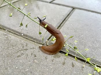 High angle view of snake on street