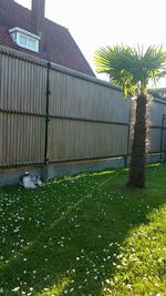 Trees growing in lawn