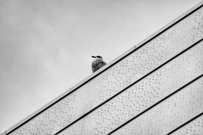 Low angle view of bird perching on cable against sky