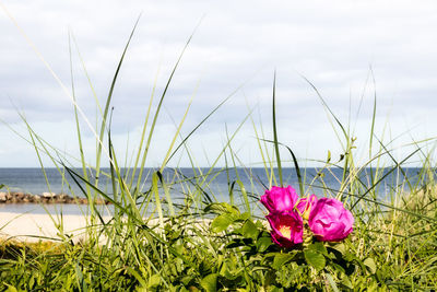 Close-up of pink flowering plants by sea against sky