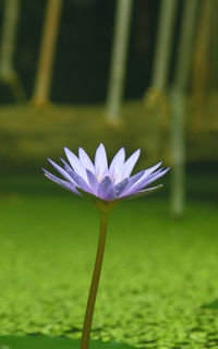 Close-up of lotus water lily blooming outdoors