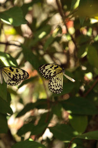 Butterfly on flower