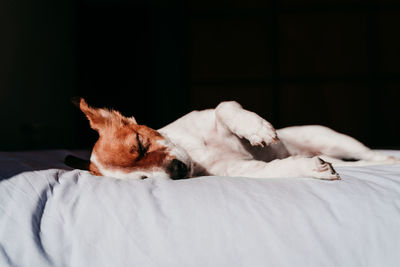 Close-up of dog sleeping on bed