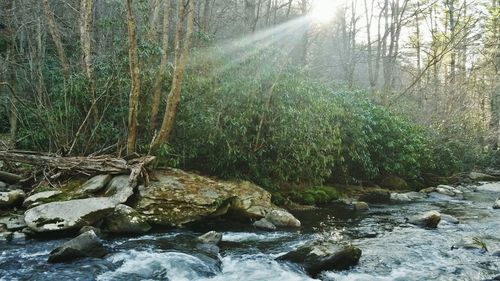 Stream in forest