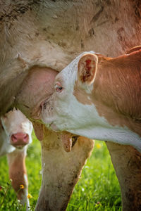 Calf suckling milk at farm