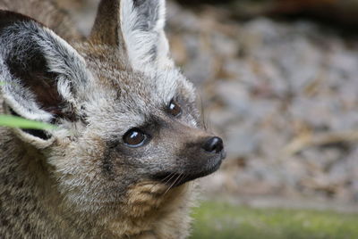 High angle view of bat eared fox