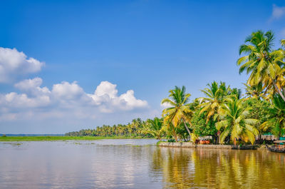 Scenic view of palm trees against sky