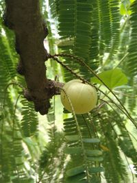 Close-up of lemon growing on tree