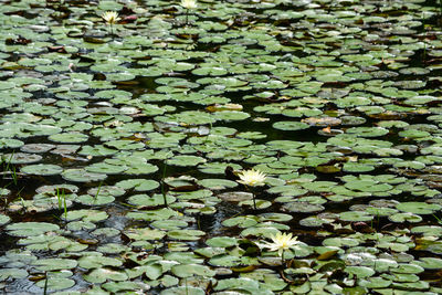 Full frame shot of lotus water lily in lake