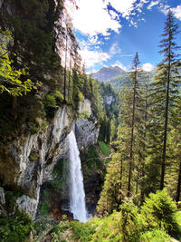 Scenic view of waterfall in forest