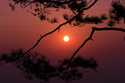 Silhouette tree against romantic sky at sunset