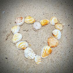 High angle view of shells on sand