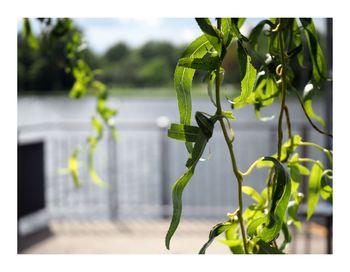 Close-up of fresh green plant