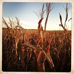 Dry plants on field