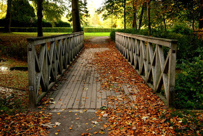 Road passing through forest