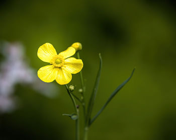 Close-up of yellow flowering plant