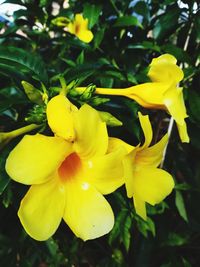 Close-up of yellow flowers