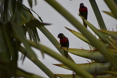 Bird perching on a tree