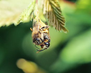 Close-up of bee pollinating flower