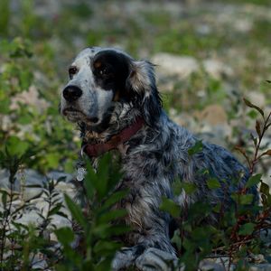 Penelope di val riglio setter inglese 