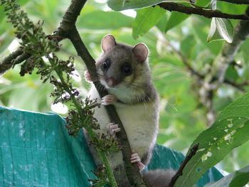 Close-up of a seven sleeper on tree