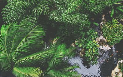 High angle view of fresh plants growing over pond