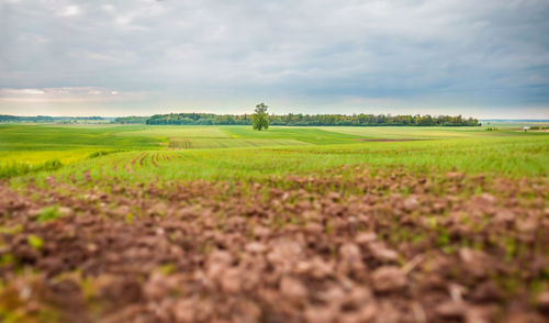 Scenic view of agricultural field against sky