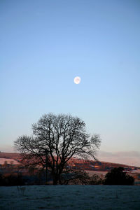 Bare tree against sky during sunset