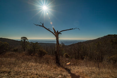 Dead tree on land against sky on sunny day